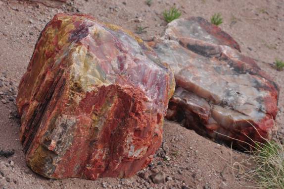 Cristais coloridos no interior de árvores petrificadas no Petrified Forest National Park, no Arizona - Estados Unidos
